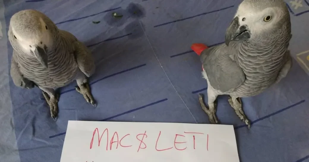 Mac and Letia, two young hand-raised African Greys at the C.A.Gs aviary in Midland, TX, beside a hand-written MAC & LETI sign