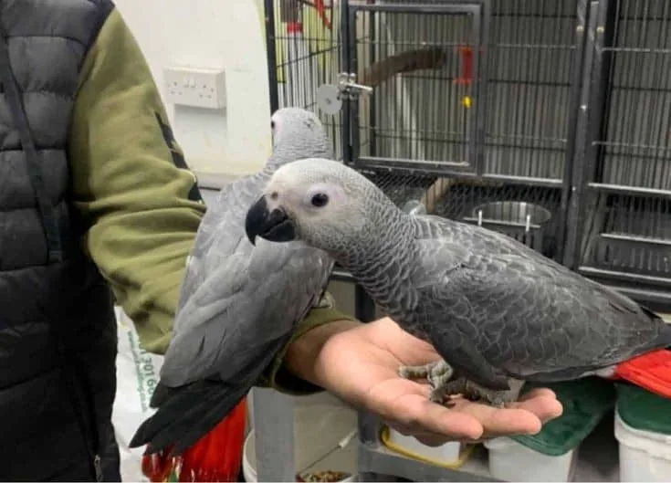 A male and female Congo African Grey — hand-raised, DNA-sexed and documented — the kind of verifiable bird a reputable breeder can show you on a live call