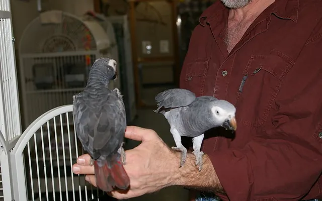 A male and a female hand-raised African Grey together at C.A.Gs in Midland, TX, both DNA-sexed with certificates in hand