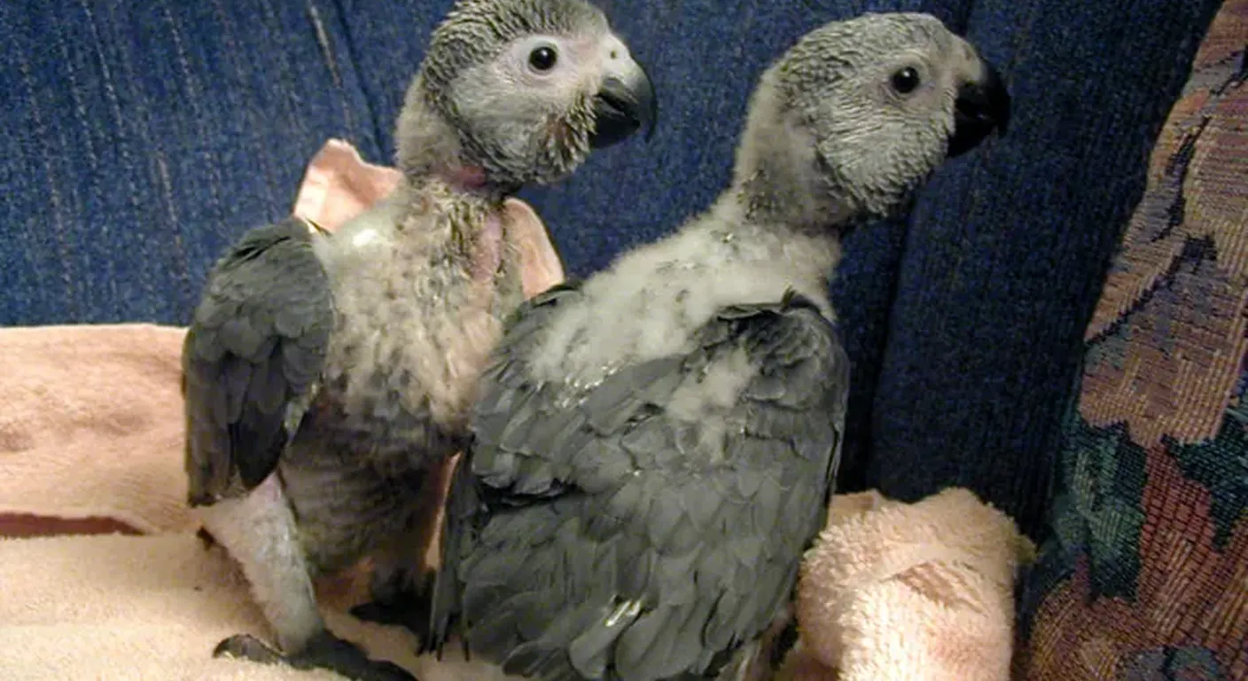 Two young hand-raised African Grey chicks side by side at the C.A.Gs nursery in Midland, TX, visually identical regardless of sex