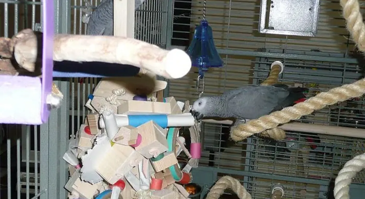A young male and female African Grey settling in together inside their cage during the first weeks at home, both DNA-sexed captive-bred birds from C.A.Gs in Midland, TX