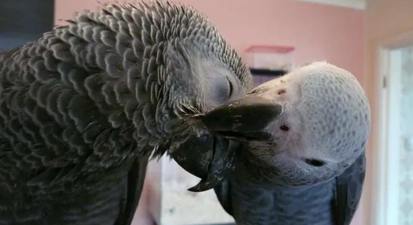 The relationship journey of a new African Grey and its owner over the first month — a hand-tame captive-bred Grey stepping up and bonding, sex making no difference to the adjustment arc