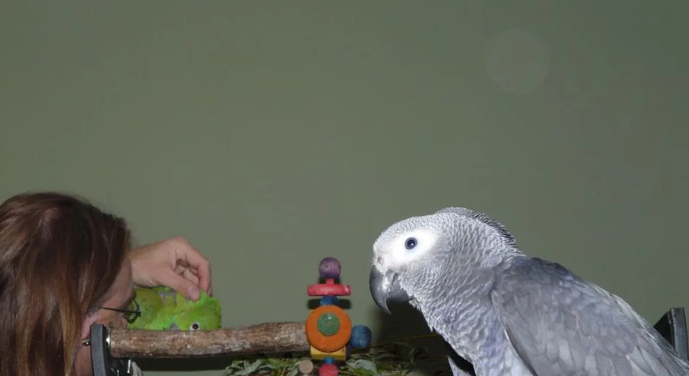 Mark Benjamin with the family's documented African Greys at the C.A.Gs aviary in Midland, Texas