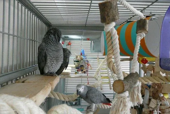 Two hand-raised C.A.Gs African Greys together inside a well set-up cage with rope perches and foraging toys