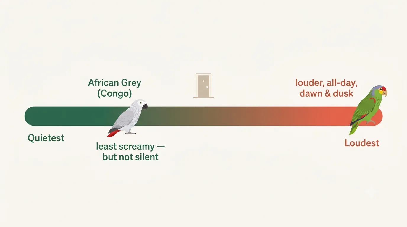 Quietest parrot for an apartment: a noise meter placing the African Grey in the moderate band and the loud Amazon species toward the high end