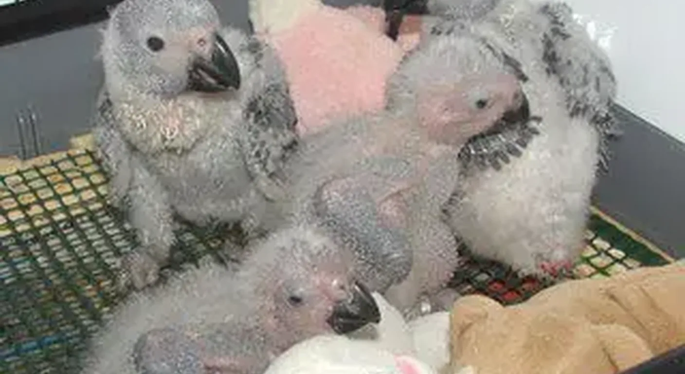 Playful hand-raised African Grey chicks at the C.A.Gs nursery in Midland, TX, males and females indistinguishable by sight