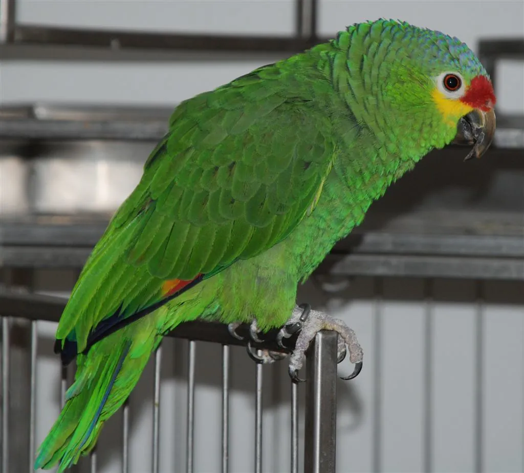 A green Red-Lored Amazon with a red forehead, the extroverted singing parrot buyers weigh against a talking African Grey