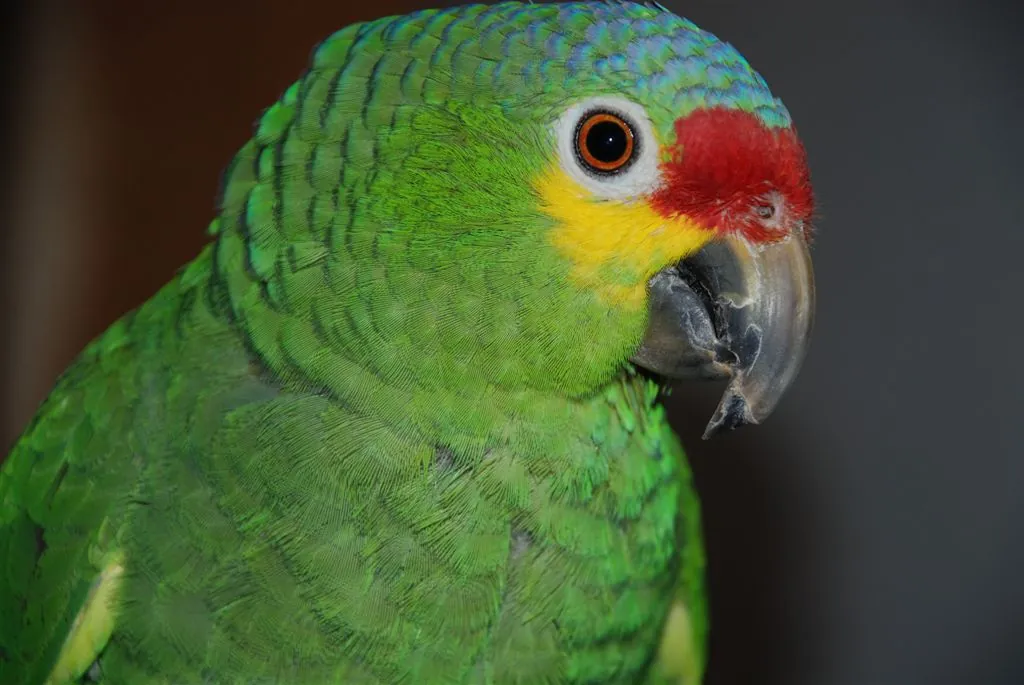 Red-Lored Amazon with its red forehead and yellow cheek patch, one of the gentler Amazon species weighed against a talking African Grey
