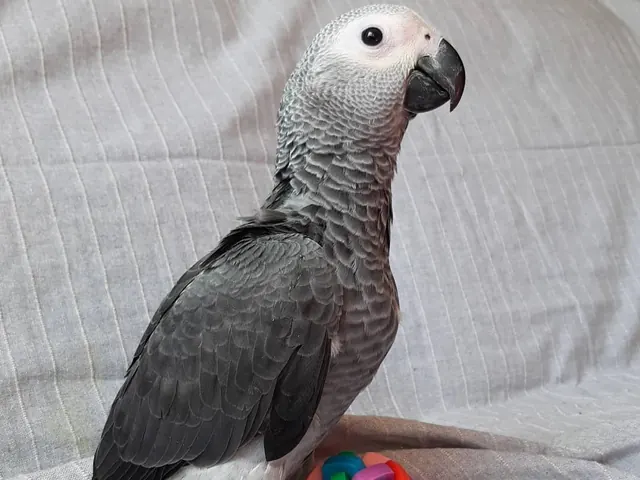 Roys, a tame young male Congo African Grey documented from hatch at C.A.Gs