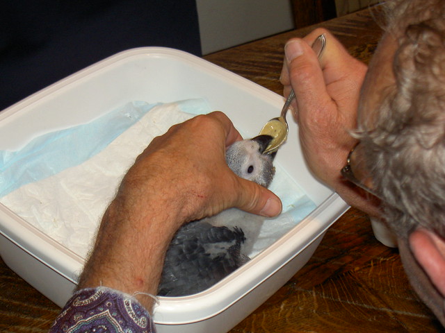 A hand-raised African Grey chick spoon-fed by its breeder, the household type that thrives with a Grey