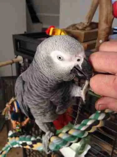 A captive-bred talking African Grey leaning close to its keeper's hand at C.A.Gs in Midland, Texas — the human-flock bond built during the 12–16 week hand-feeding window.