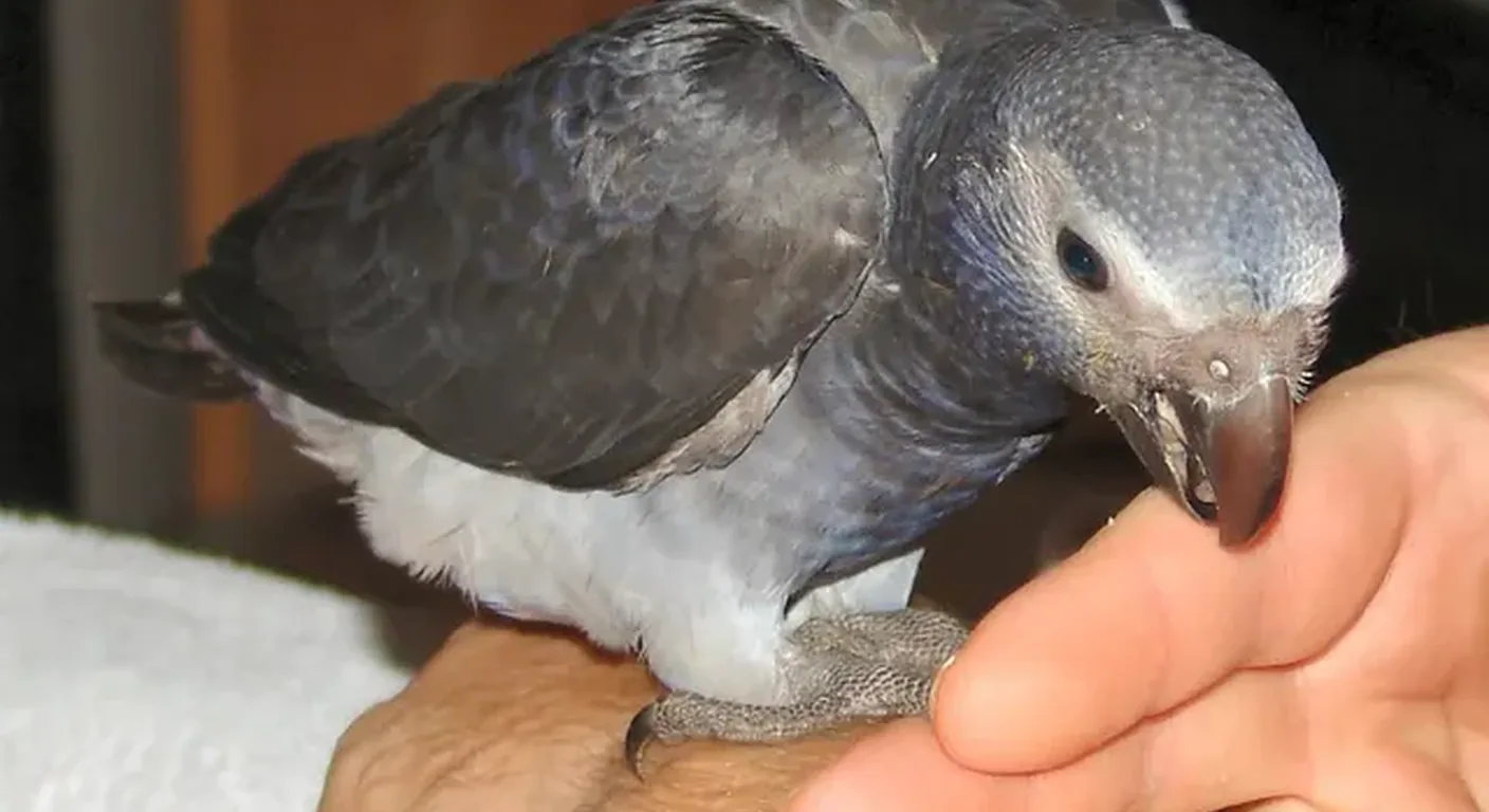 A fully hand-fed baby Timneh African Grey being raised at C.A.Gs before going home