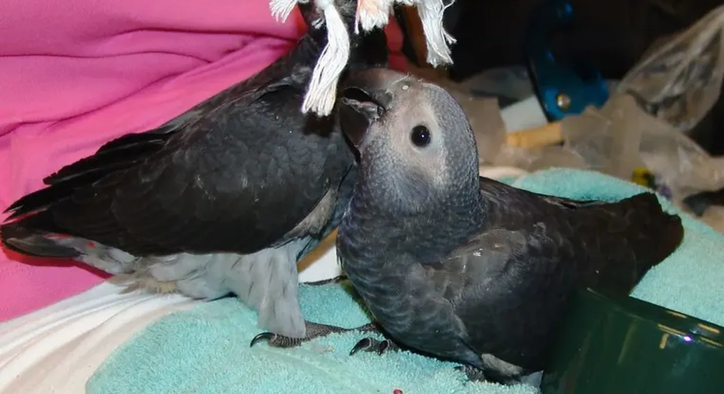 A pair of hand-raised Timneh African Grey chicks at the C.A.Gs nursery in Midland, TX