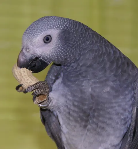 Elad, a male Timneh African Grey at C.A.Gs, close portrait showing the horn-colored upper beak and darker charcoal neck plumage
