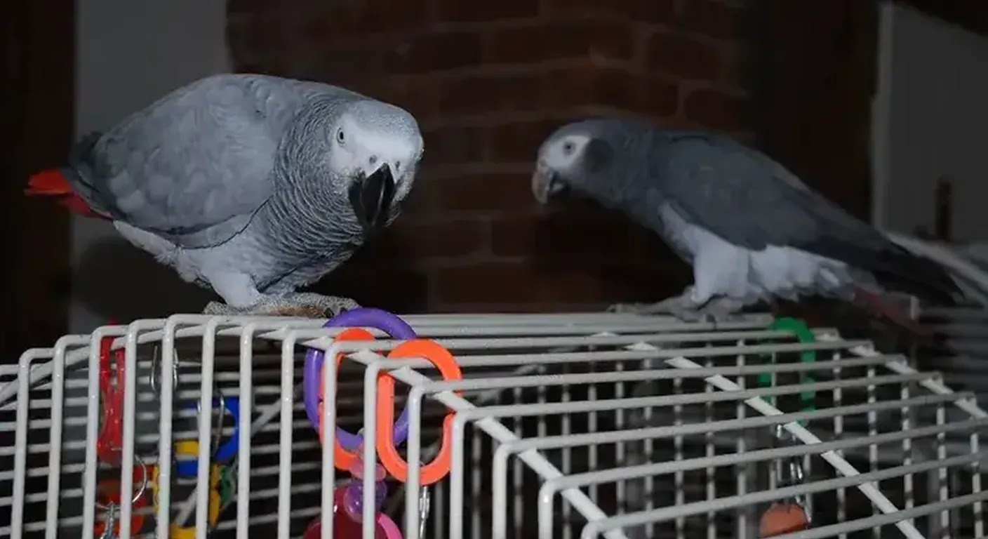 A Timneh African Grey and a Congo African Grey perched together, showing the size and tail-color difference in one photo