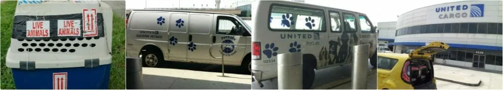 United PetSafe climate-controlled home-delivery van used to courier documented captive-bred African Greys door-to-door nationwide with the full CITES paperwork folder