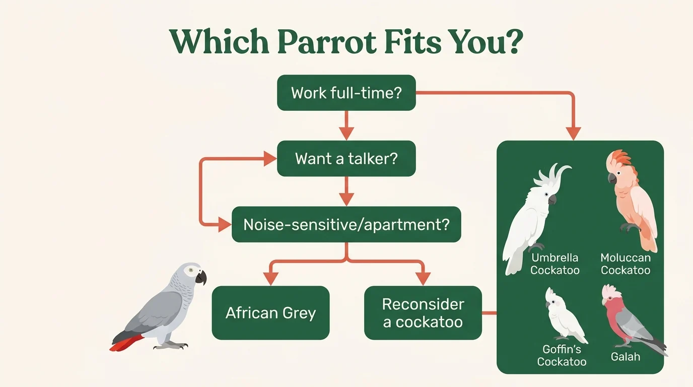Flowchart matching households to the African Grey or a cockatoo based on work hours, desire to talk, and noise tolerance