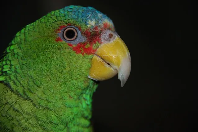 White-Fronted Amazon showing the white forehead and red eye-ring of the smallest Amazon species, compared with an African Grey