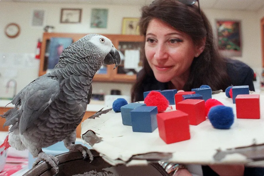 A woman talking face to face with her African Grey parrot, the daily contextual human speech that builds a confident talker