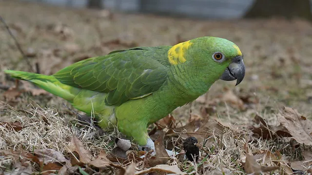 Yellow-Naped Amazon with the yellow band across its nape, among the best-talking Amazons, shown alongside an African Grey