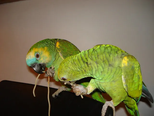 A pair of green Yellow-Shouldered Amazons, showing the extroverted, confident temperament that sets Amazons apart from a reserved African Grey