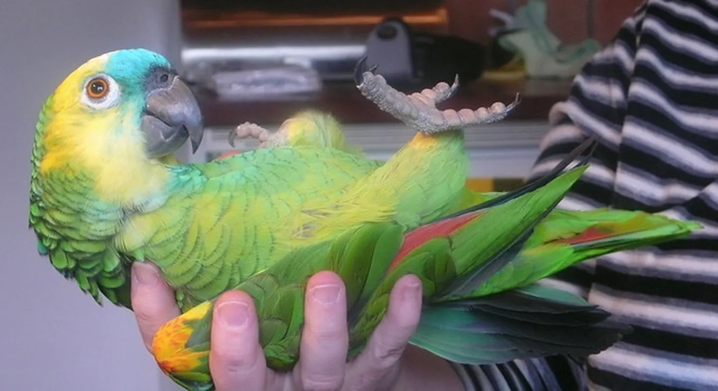 Yellow-shouldered Amazon close up, the household-fit rival weighed against an African Grey